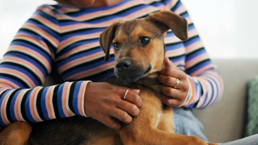 5 Things to Know Before Adopting Your First Dog
