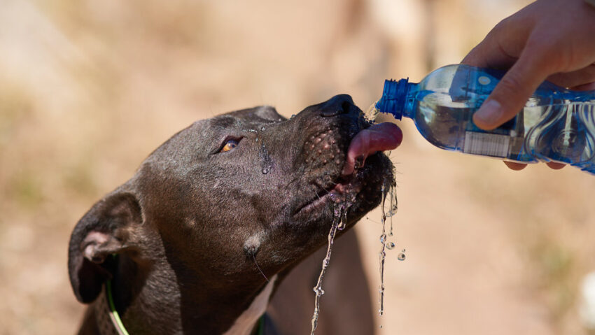 Summer Heat Safety Tips for Pets